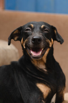 Smiling Dog