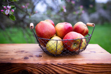 Basket of red apples on a rustic wooden table in a blooming meadow orchard. Short depth of field.