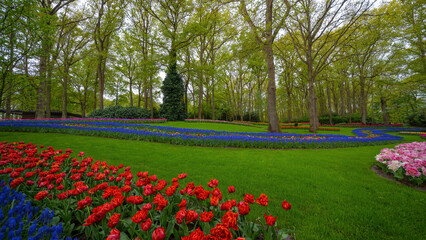 Plakat Landscape of colorful beautiful blooming tulip field in Lisse KEUKENHOF Park Holland Netherlands in spring, with fresh green meadow and trees - Tulips flowers background