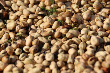 Harvesting field beans