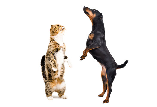 Playful Jagdterrier dog and cat Scottish Fold standing together on hind legs isolated on white background