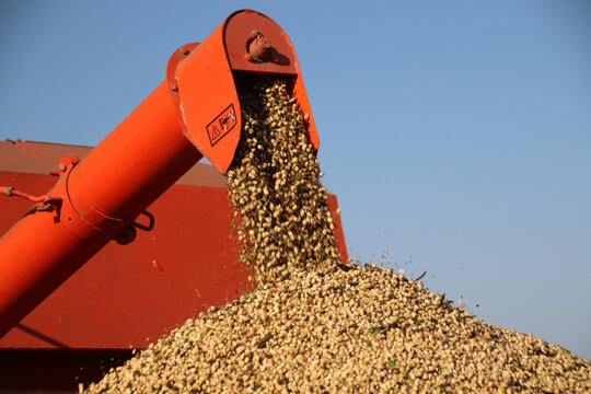 Harvesting field beans