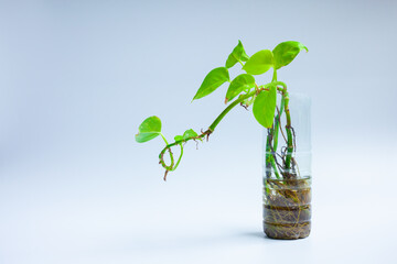Fototapeta na wymiar Golden pothos or Epipremnum aureum plants are planted in plastic bottles. Ornamental plants in buildings.