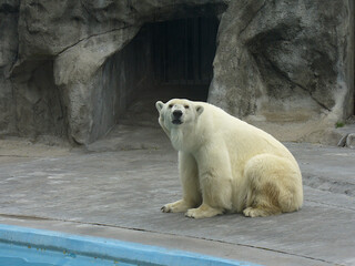 Obraz na płótnie Canvas polar bear in zoo staring at camera