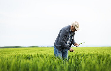 Senior farmer standing in barley field examining crop.