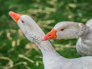 Gänse necken sich