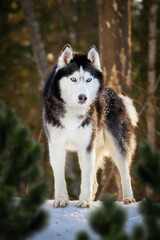 Beautiful blue-eyed Siberian husky dog on the walk in winter sunny forest. Husky dog stands on the snow among the coniferous forest.