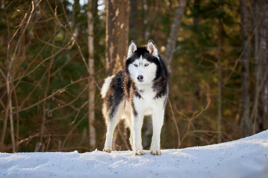 Beautiful blue-eyed Siberian husky dog on the walk in winter sunny forest. Husky dog stands on the snow among the coniferous forest.