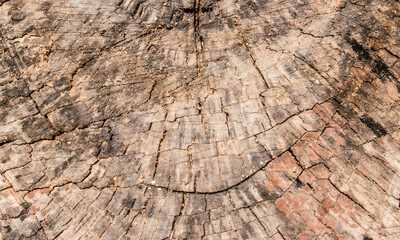cut old wood trunk texture, abstract texture background
