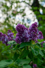 lilac flowers