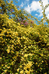 Fototapeta premium flowers in the forest
