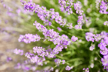 Obraz premium Close up to lavender flowers, Violet lavender Field in the summer, aromatherapy, nature Cosmetics