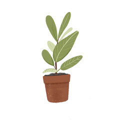 Ficus in a flower pot. Hand drawn illustration of home green plant.