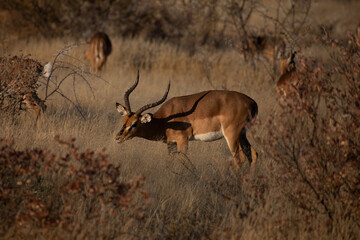 The springbok wild african animals in Etosha National park Namibia