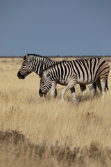 Fototapeta na wymiar Two zebras in the savannah in the wild