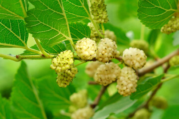 Ripe mulberry close up macro on morus tree branch, close up with selective focus