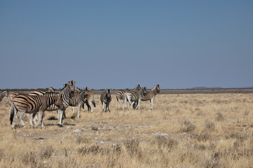 Fototapeta na wymiar African safari, group of African zebras 