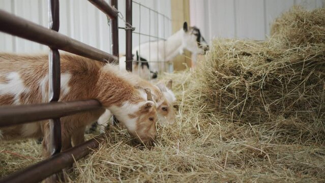 Several goats eat hay in the barn. They squeak their snouts through the fence and get food.