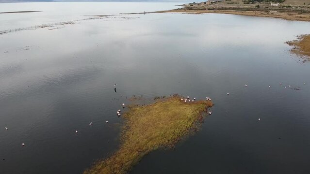 Small swampy island habitat of Andean Flamingo on Lago Argentino lake in Laguna Nimez nature reserve, El Calafate, Patagonia, Argentina. Aerial view from drone of group of flamingos on grassy island