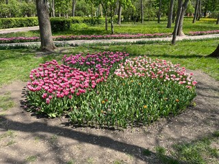 tulips in the park