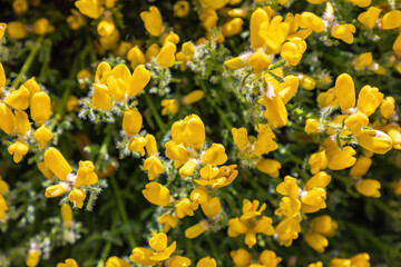 Cytisus fontanesii Spach subsp. plumosus (Boiss.) Nyman, endemic from south of spain. Cytisus arboreus is a shrub of the Fabaceae family,  common broom or Scotch broom bush of beautiful yellow flowers