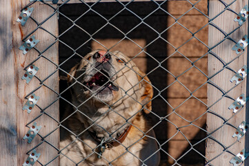 A beautiful Shepherd dog sitting in the enclosure!