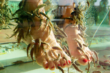 Fish spa pedicure wellness skin care treatment with the fish rufa garra, Selective focus