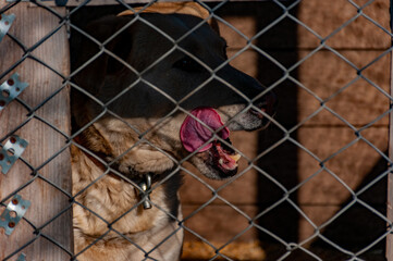 A beautiful Shepherd dog sitting in the enclosure!