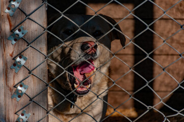 A beautiful Shepherd dog sitting in the enclosure!