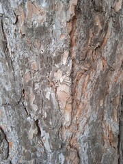 bark of a tree