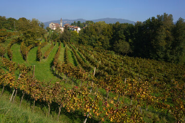 Fototapeta na wymiar Vineyards in the park of Curone, Lecco province, Italy