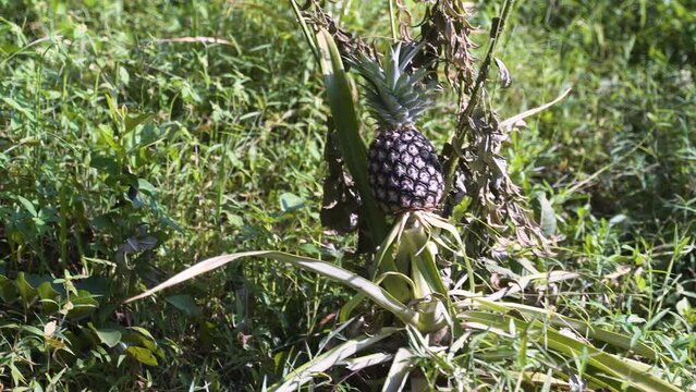 Pineapple fruit ripening on pineapple plant in tropical rainforest.