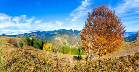 tree on hillside on autumn mountains. beautiful bright landscape with hazy mountain ridge in a...
