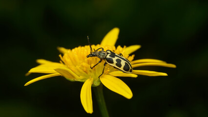 Camouflaged yellow and black insect on yellow flower