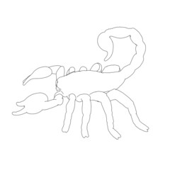 The contour of a scorpion from black lines isolated on a white background. Vector illustration.