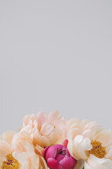 Blooming fluffy pink white peony flower close up on elegant minimal pastel beige background with copy space. Creative floral composition. Stunning botany wallpaper or vivid greeting card.