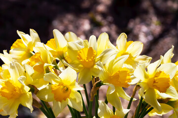 Fototapeta premium Fresh daffodils outdoors