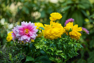 Dalie i Jaskry, różowe i żółte wiosenne kwiaty jako ozdoba w ogrodzie - obrazy, fototapety, plakaty