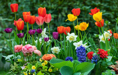 wiosenne kompozycje kwiatowe w ogrodzie, tulipany, narcyze, hiacynty i jaskry na tle soczystej zieleni