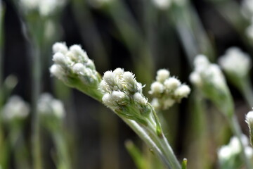 Garten-Katzenpfötchen im Frühling