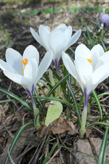three white crocuses with yellow centers are the first spring flowers