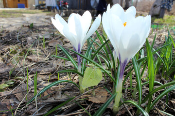 a yellow cabbage butterfly sits on the first flowers crocuses of white color