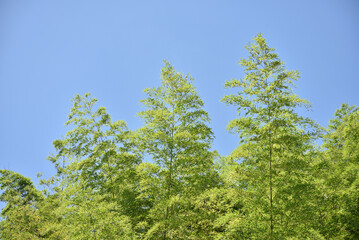 Fototapeta premium 竹林