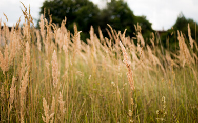 Fototapeta premium fields of gold