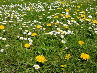 Frühlingswiese mit Löwenzahn und Gänseblumen