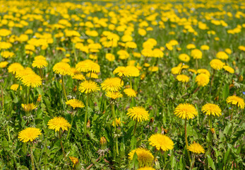 Wiese voller Löwenzahn mit Blüten im Frühling