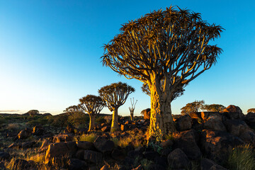 Naklejka premium Quiver trees and rocks in late afternoon light