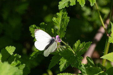 Pieris brassicae - Large White - Piéride du chou