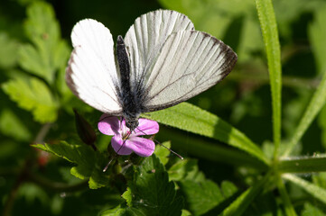 Fototapeta premium Pieris brassicae - Large White - Piéride du chou