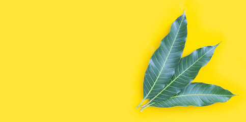 Mango leaves on yellow background.